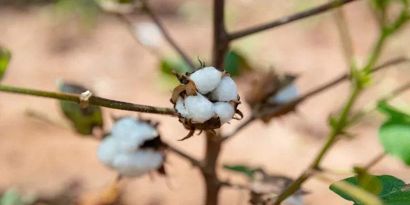 Cotton made in Africa® Receives ‘Excellent’ Rating in Updated Siegelklarheit Sustainability Assessment